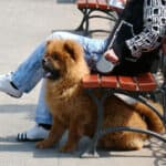 Reasons to get a dog