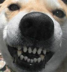 Teeth
