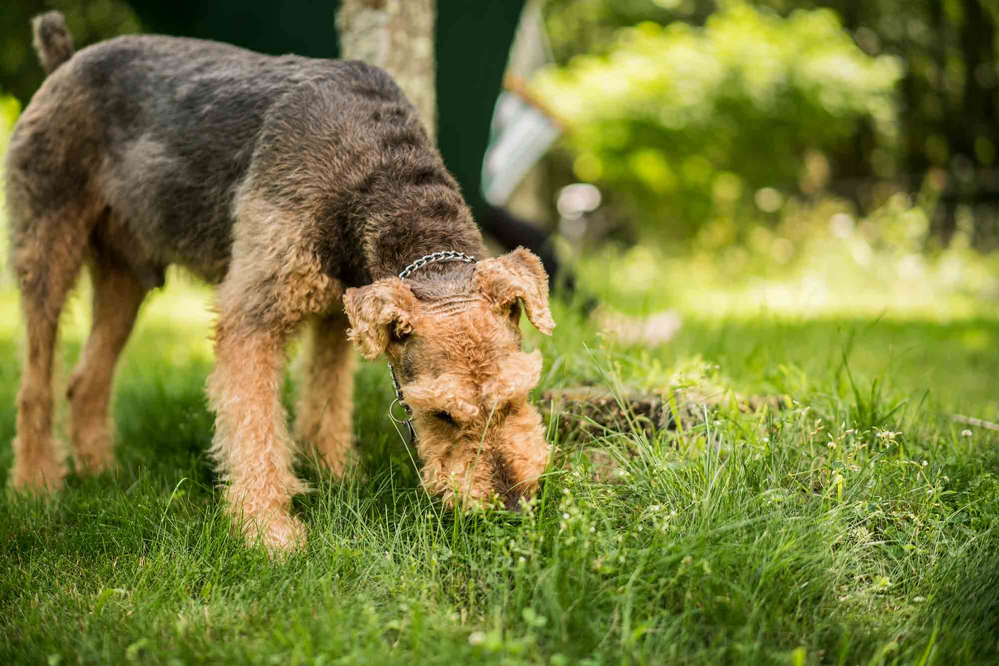 Canine Conundrum Why Do Dogs Eat Grass Animal Medical Hospital Blog