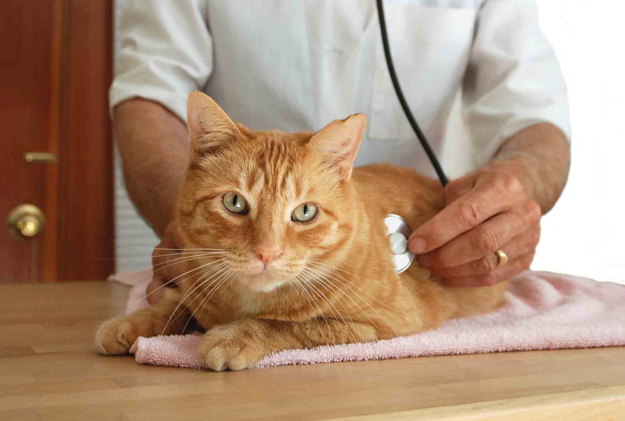 pet emergency services