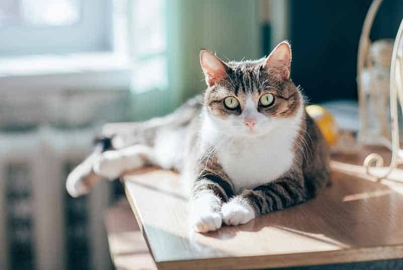 Why Veterinary Care for Cats is So Important | Animal Medical Hospital |  Animal Medical Hospital Blog – Charlotte, NC