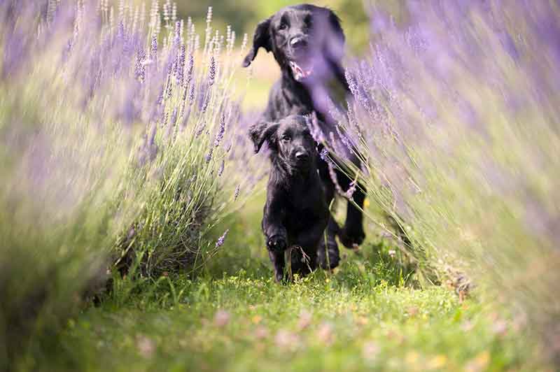 Home remedies for pets can be a threat to pet health.