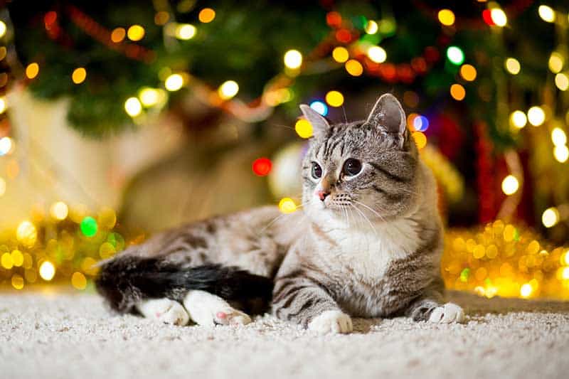 Holiday pet safety keeps pets safe and healthy