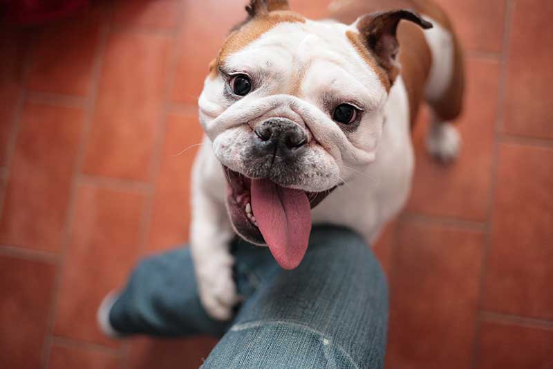 Dogs pee when they're excited, just like you sometimes do