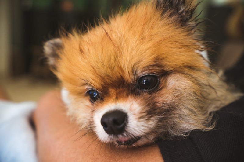 Kennel cough is contagious and a threat to pet health