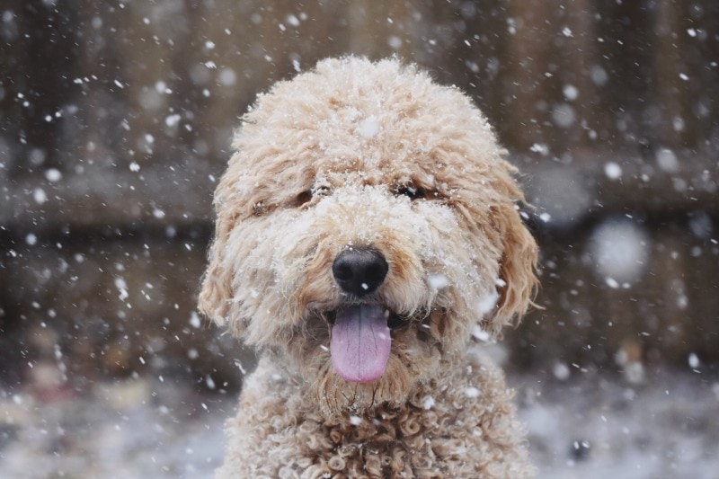 Winter Pet Safety Precautions Can Really Save the Day