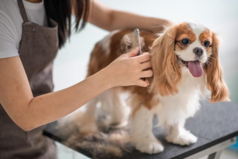 Pet grooming supports pet health.
