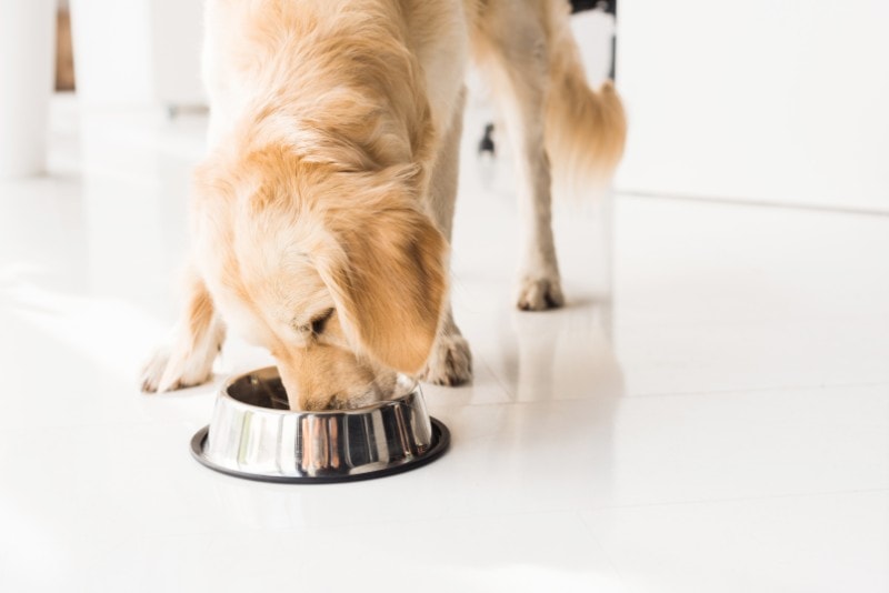 Understanding Food Allergies in Pets