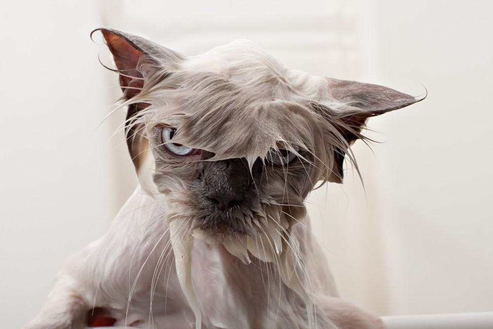 Cat hates water.