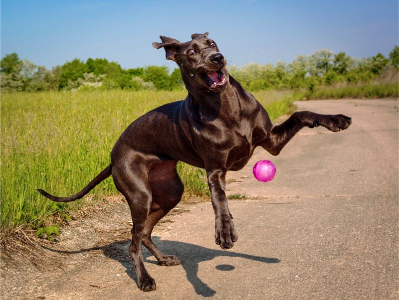 A brown dog playing with a ball