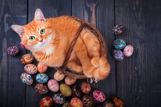 Simple Precautions for Easter Pet Safety