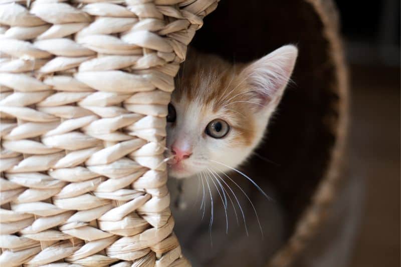 A cat peeking out of a basket