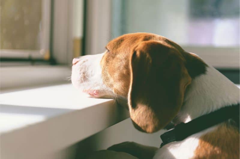 A dog looks longingly out the window
