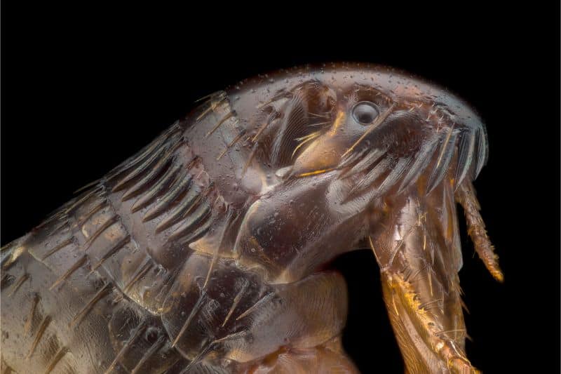 Spooky, Creepy, and Crawly Pet Parasites | Animal Medical Hospital & 24