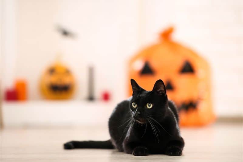 Black Cats and Halloween: Beauty, Grace, and Legends Galore | Animal