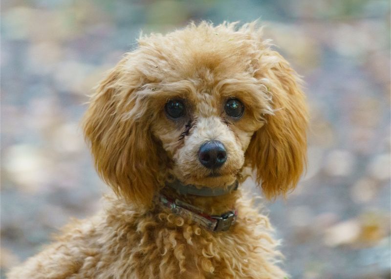 A small, brown fluffy dog sits in focus against a backdrop of blurred leaves.