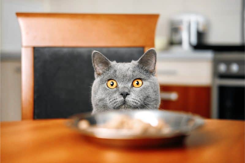 A grey cat sitting at a table