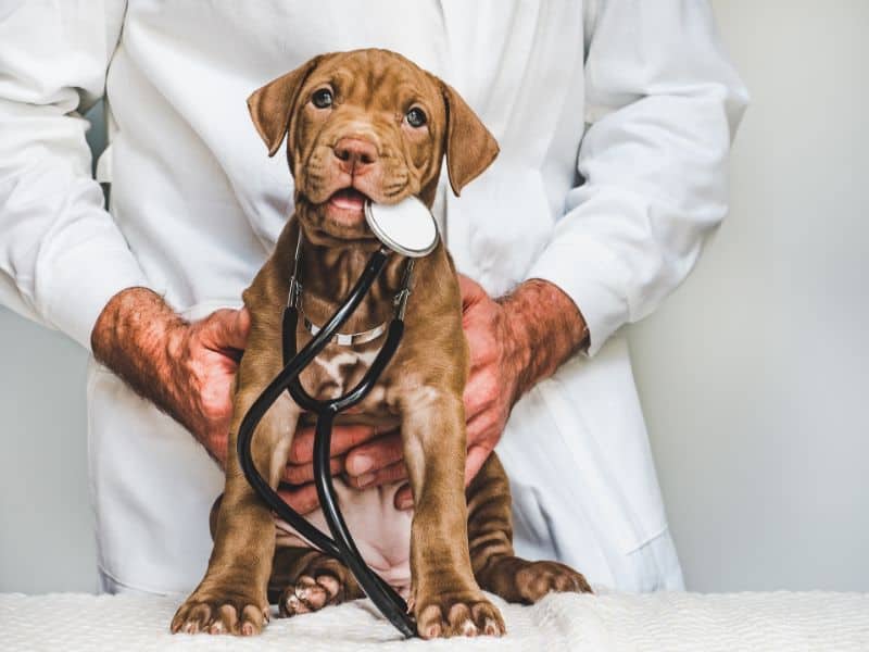 A brown and white puppy with a stethoscope