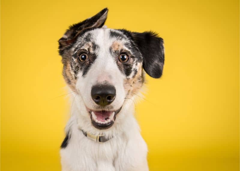 Sir Hurricane Barksalot: Stopping Destructive Pets | Animal Medical