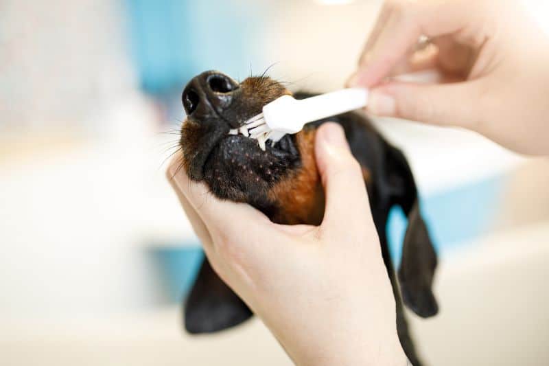 A dog having its teeth brushed