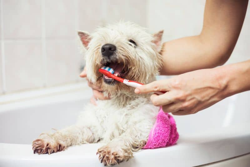 A fluffy dog having its teeth brushed