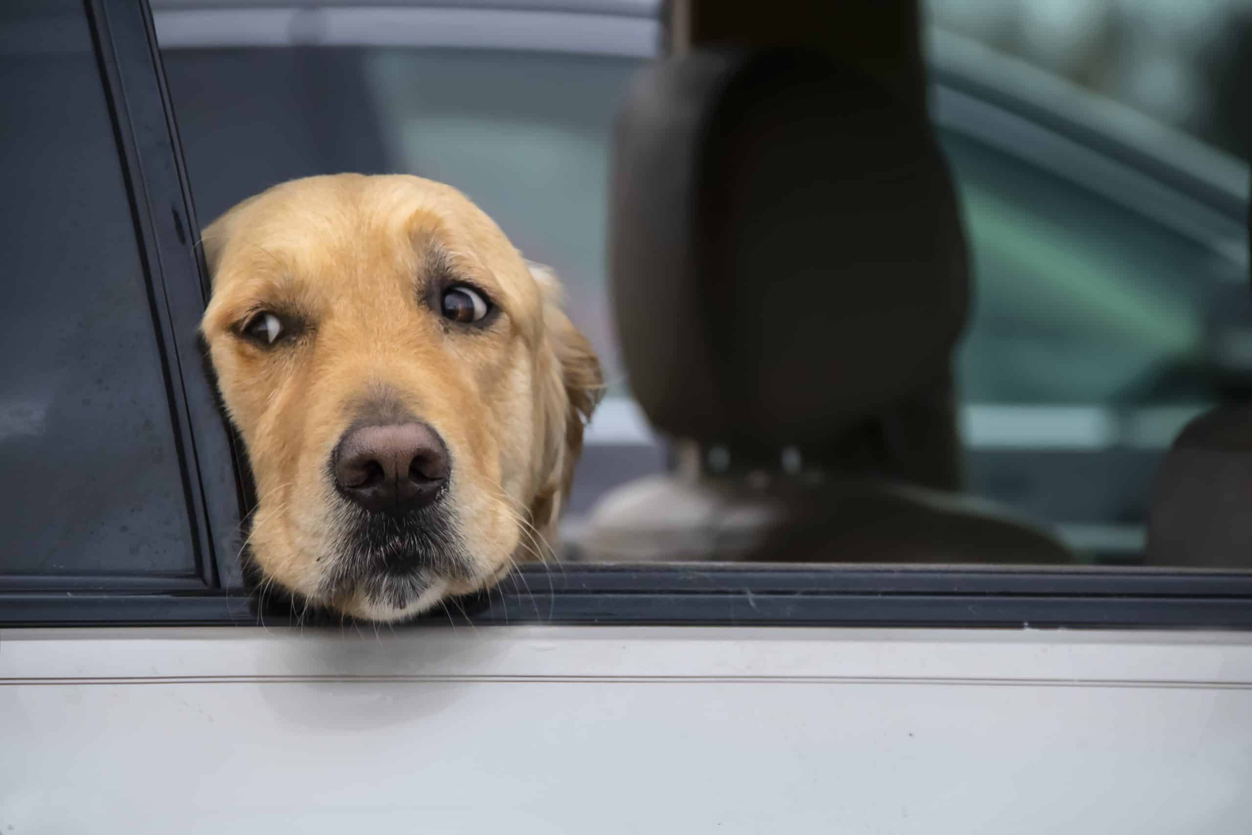 A golden retriever sitting in a parked car