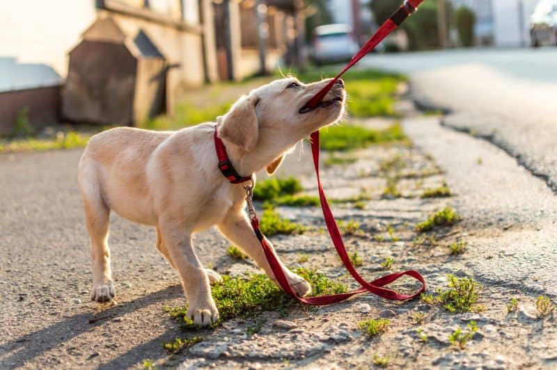 A playful puppy pulling on a leash