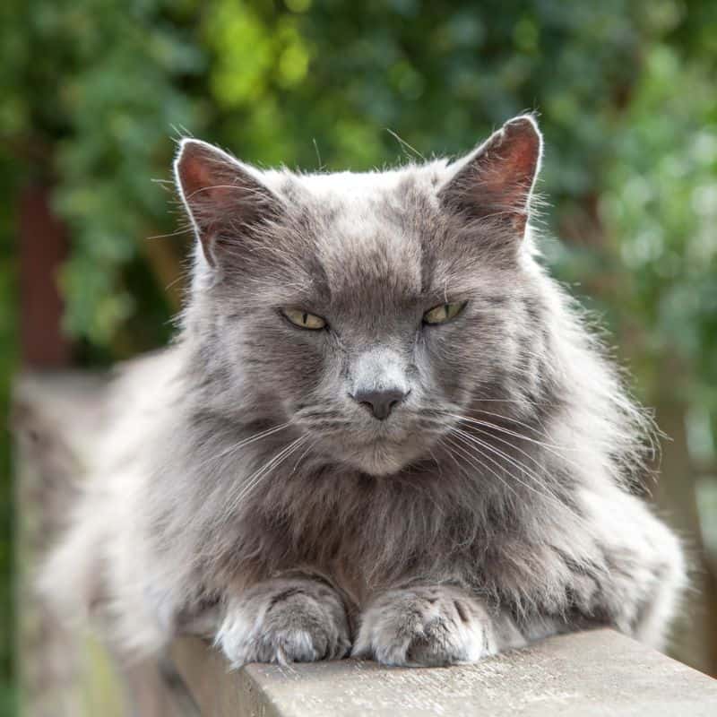 A grey cat sitting on a wall