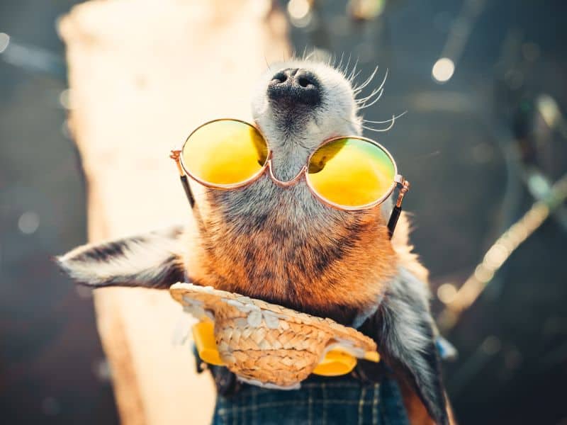 A dog wearing sunglasses