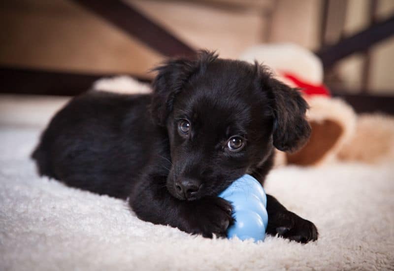 A black puppy playing with a toy