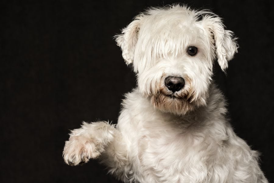 A white dog holding up a paw