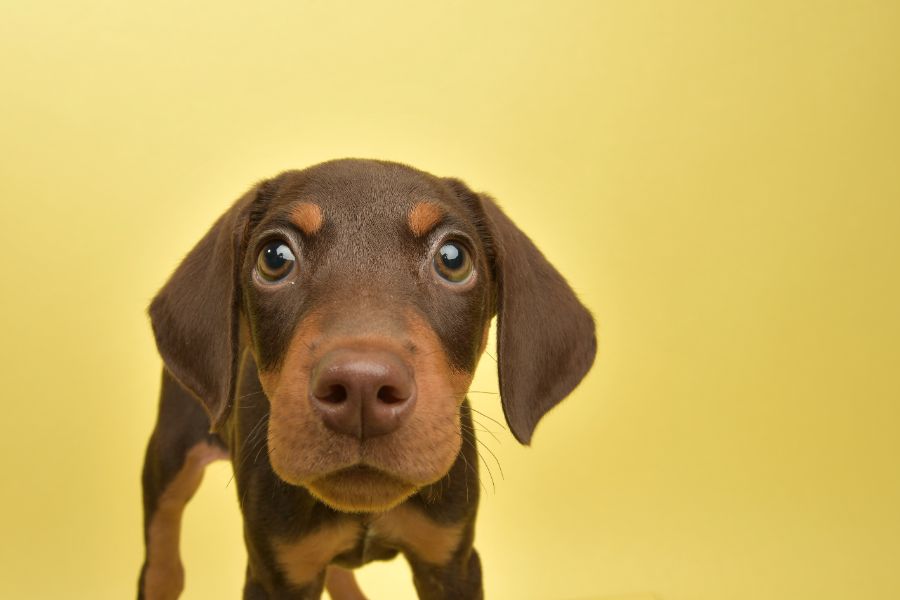A brown puppy looking curious