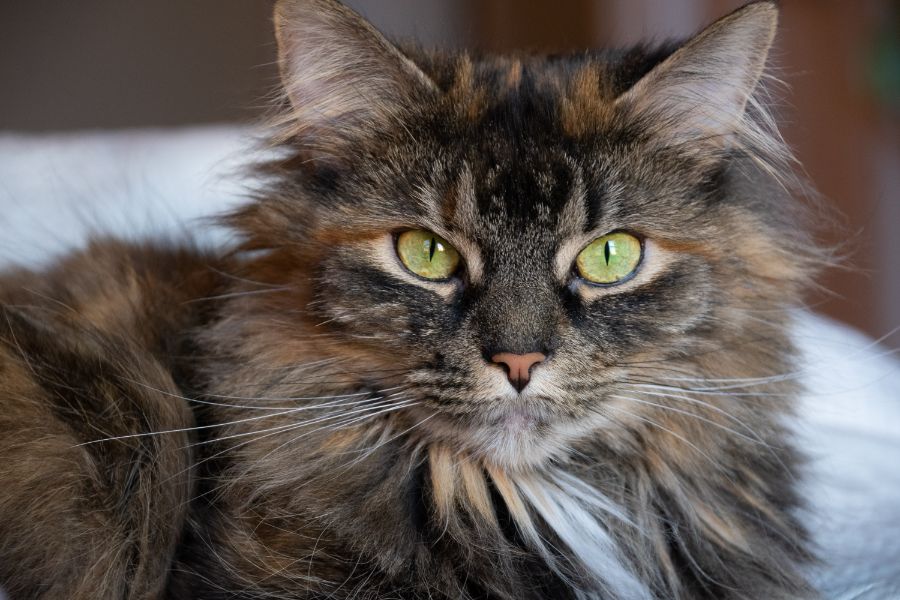 A cat sitting on a bed