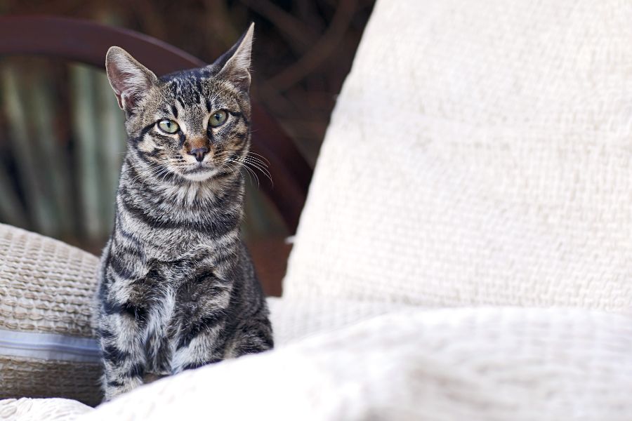 A grey and tan cat sitting on a white couch