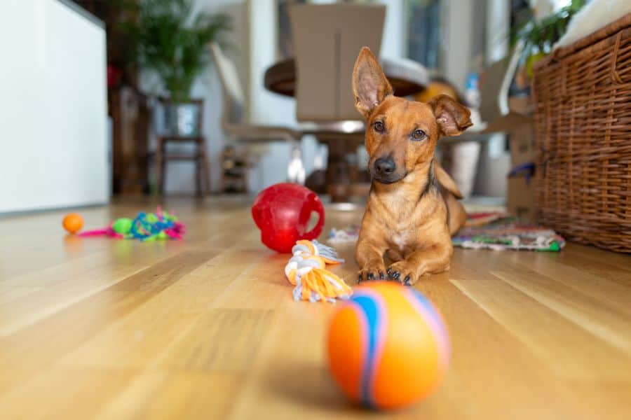 A dog playing with toys