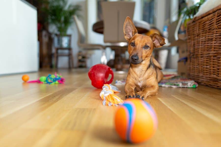 How to Pick the Best Toys for Your Puppy or Dog