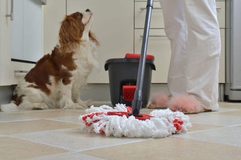A dog watching their human clean up a mess