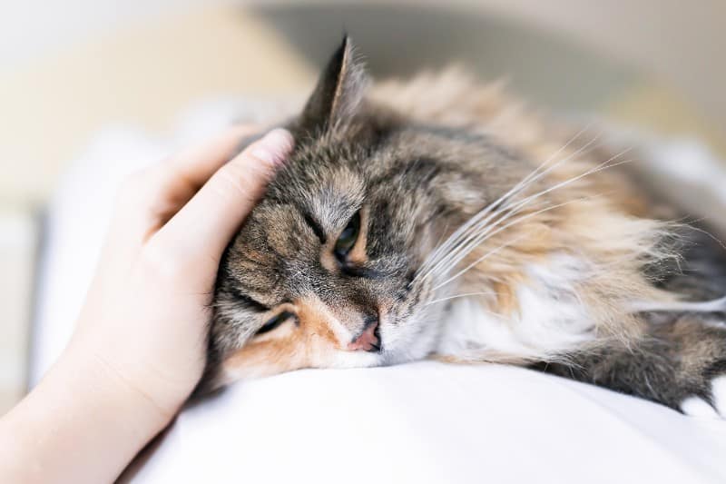 A grey and white cat being petted