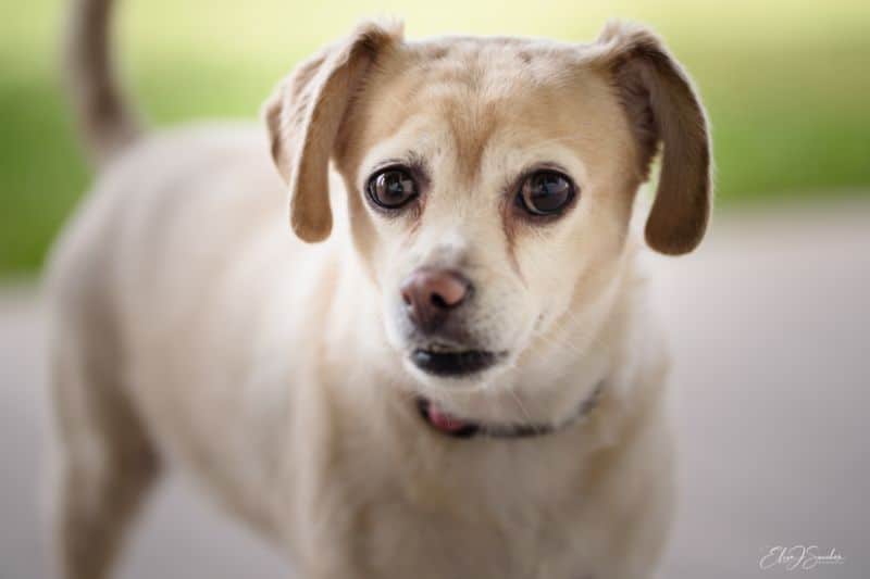 An older dog looking nervous