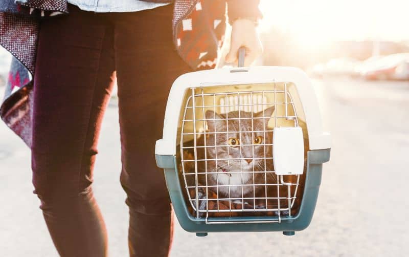 A cat in a carrier
