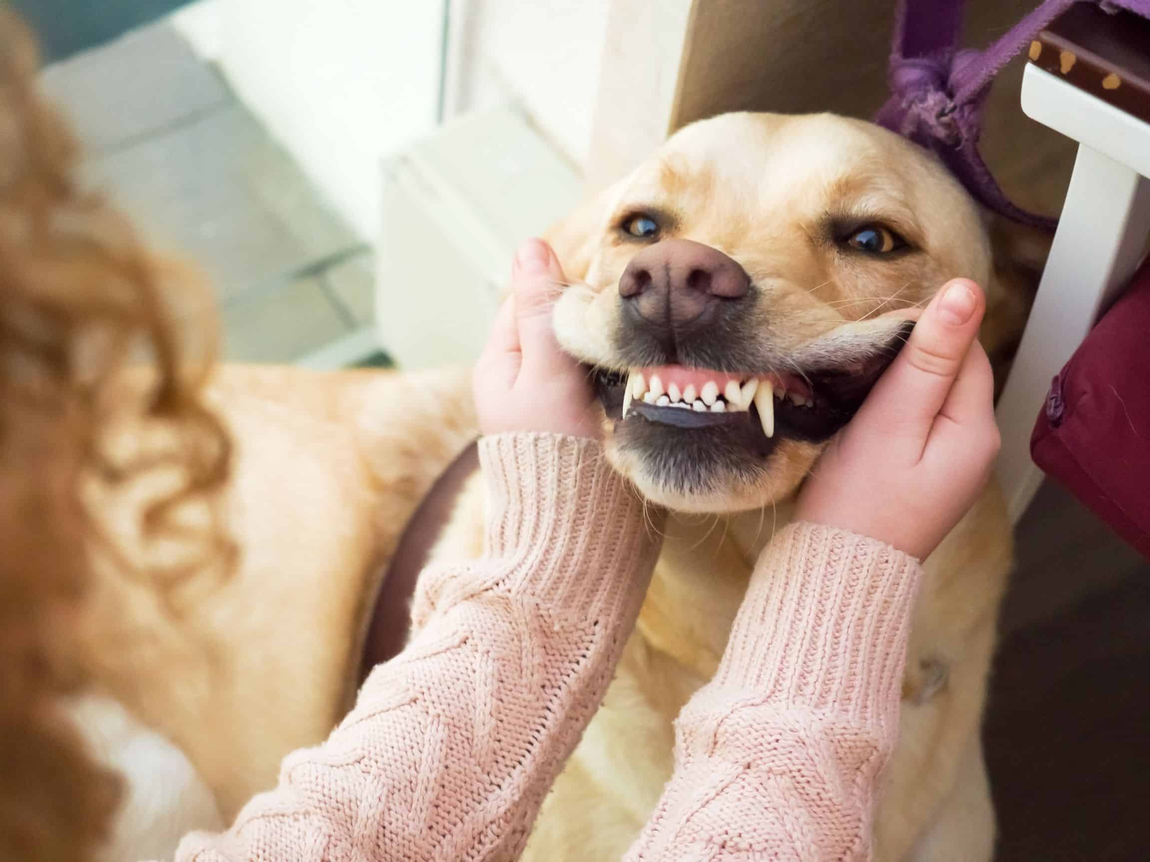 Indigo best sale pet toothbrush