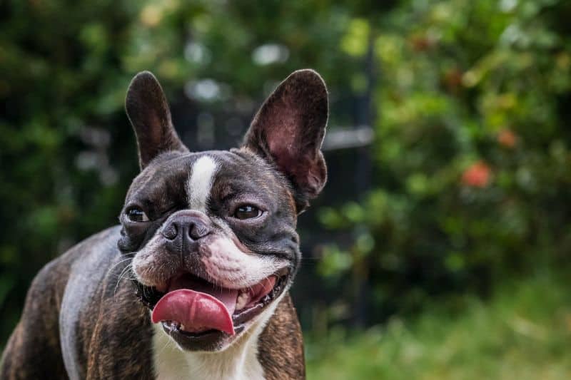 Ewww, Doggie Breath: What Causes Bad Breath in Dogs?