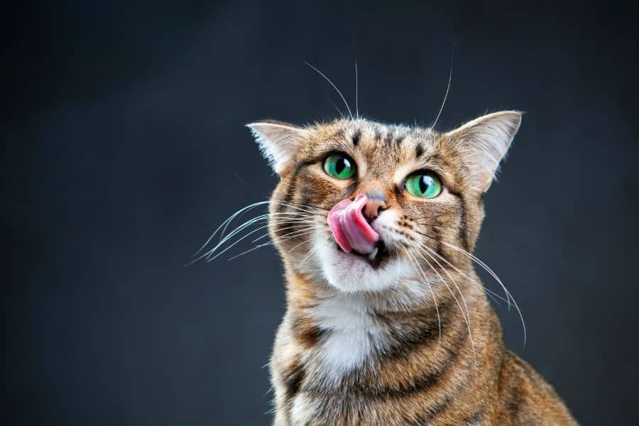A cat licks its nose.