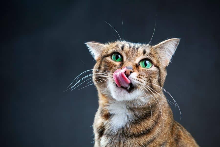 A cat licks its nose.