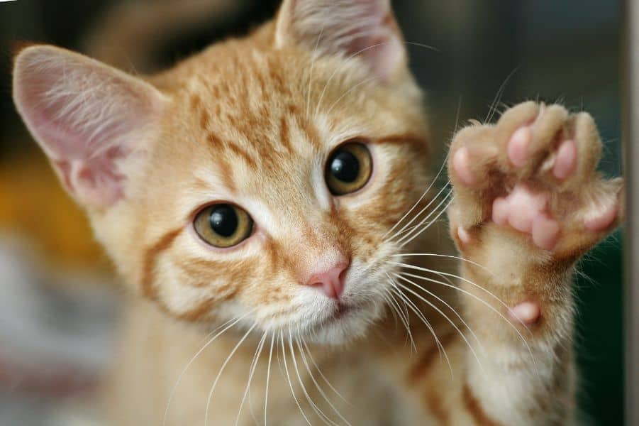 A gingery kitty holding up a paw