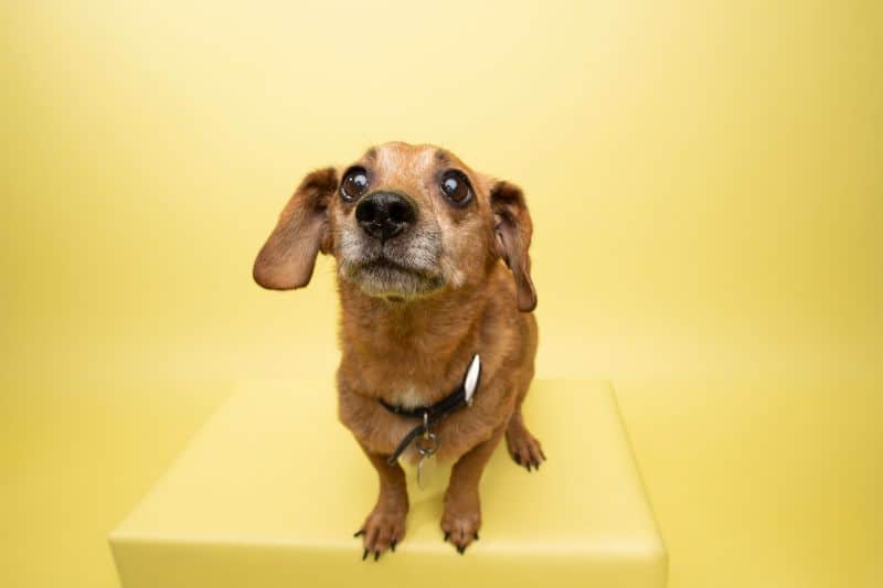 A dog looks at the camera against a yellow background.