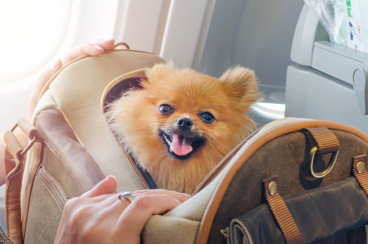 A pomeranian in a carry-on bag.