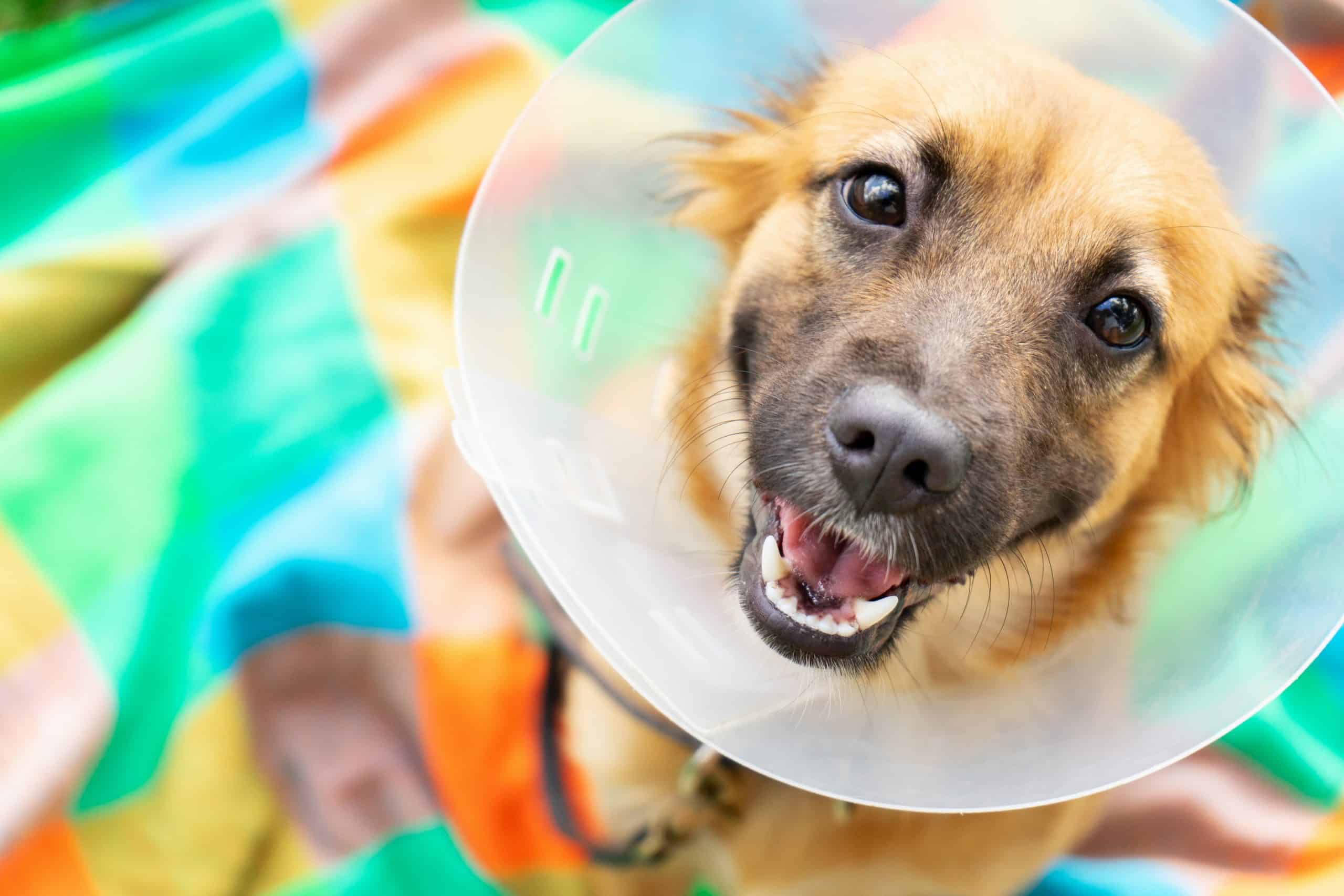 A dog in an e-collar.