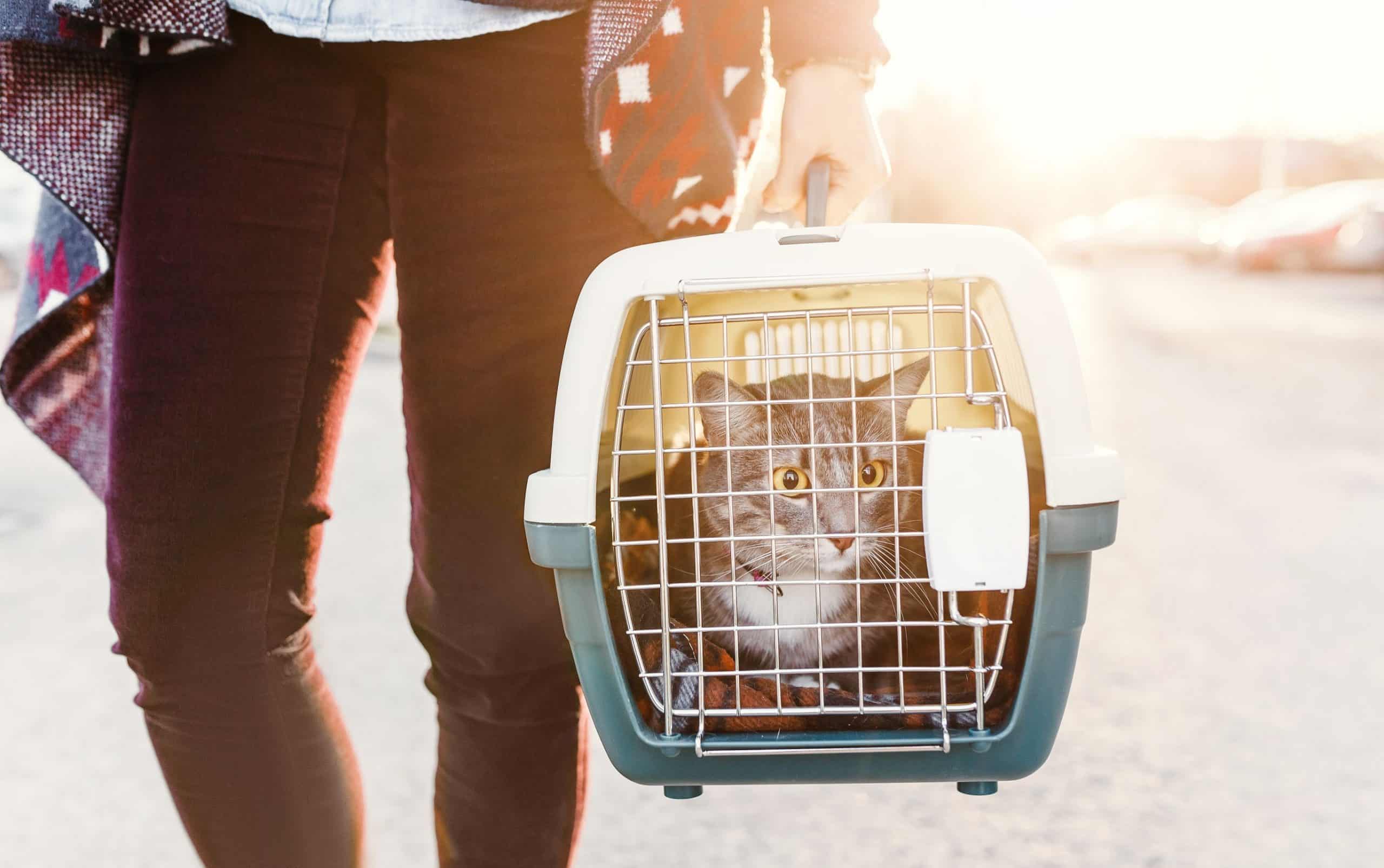 A person carries their cat in a cat carrier.