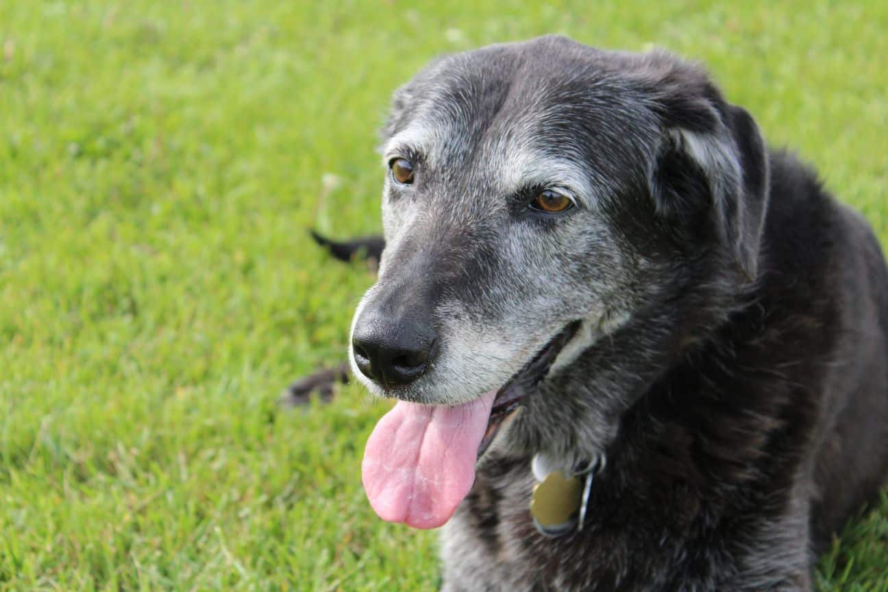 An older dog with arthritis lies in the grass.